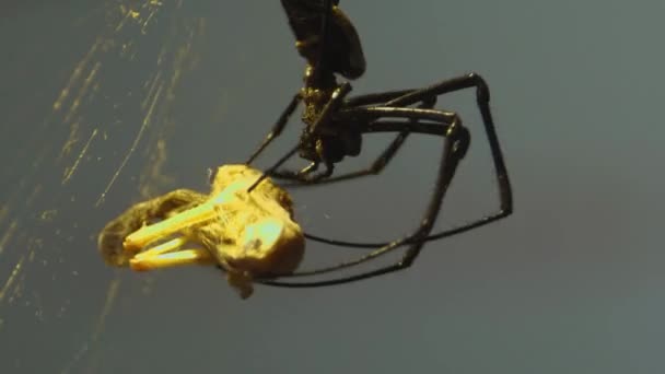 Araignée Soie Assise Sur Toile Tenant Une Sauterelle Morte — Video