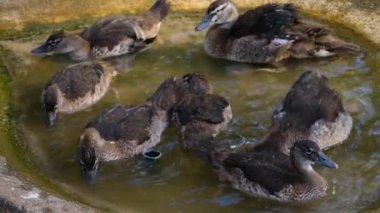 Küçük bir gölette ördeklerin yakınında kendilerini tımar ediyorlar ve etrafta dalıyorlar.