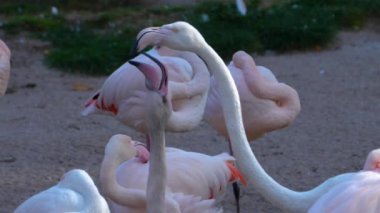 Flamingoların yakınında, genç biri yemek için yalvarıyor..