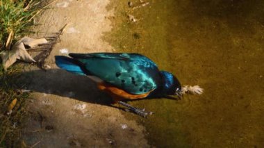 Afrika 'nın süper sığırcığı kumlu zeminde koşuyor