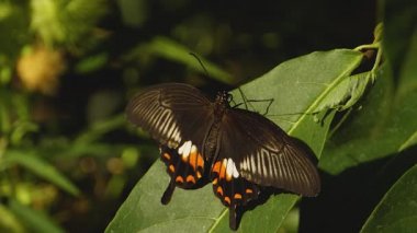 Güneşli bir günde kırmızı mormon kelebeğinin makro görüntüsü.