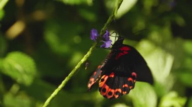 Güneşli bir günde kırmızı mormon kelebeğinin makro görüntüsü.