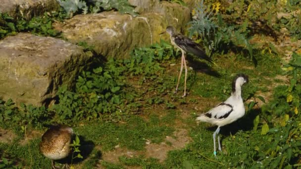 Ένα Υγρό Pied Αβοκάντο Wading Γαμπρούς Πουλιών Ίδια — Αρχείο Βίντεο