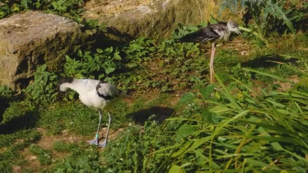 Een Natte Pied Avocet Waadvogel Grooms Zelf — Stockvideo