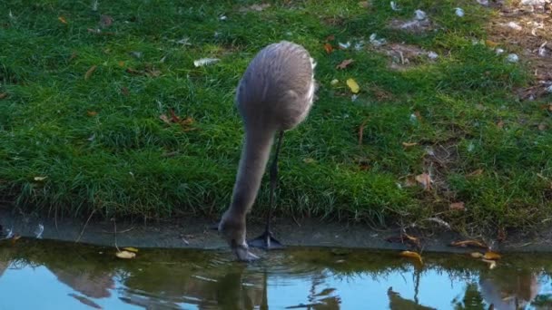 Gros Plan Sur Les Flamants Roses Jeune Boit Eau — Video