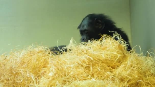 Close Bonobo Monkey Adjusting Hey — Stock Video