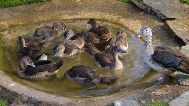 Dekat Ducks Sebuah Kolam Kecil Merawat Mereka Selfs Dan Menyelam — Stok Video