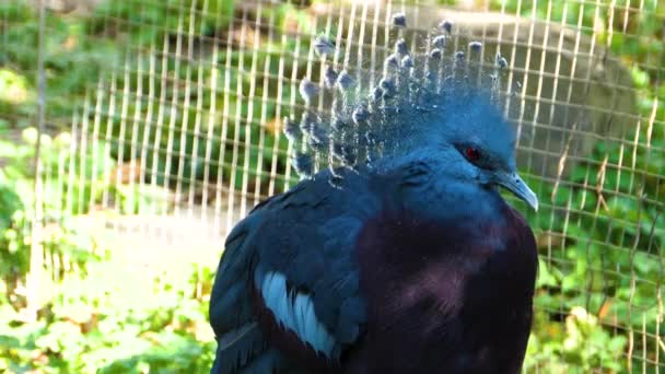 Primer Plano Las Plumas Los Palominos Coronados Victoria — Vídeo de stock