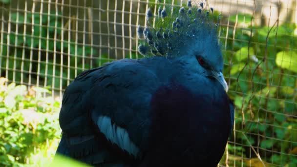 Primer Plano Las Plumas Los Palominos Coronados Victoria — Vídeos de Stock