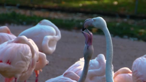 Close Van Flamingo Een Jonge Bedelt Eten — Stockvideo