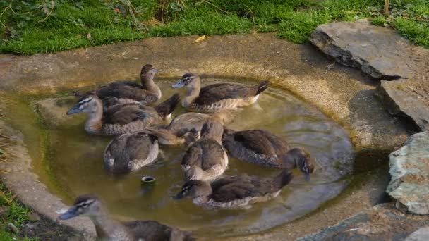 Gros Plan Canards Dans Petit Étang Les Toilettant Selfs Plongeant — Video