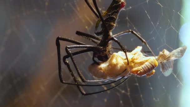 Silk Spider Sitting His Web Holding Dead Grasshopper — Stock Video