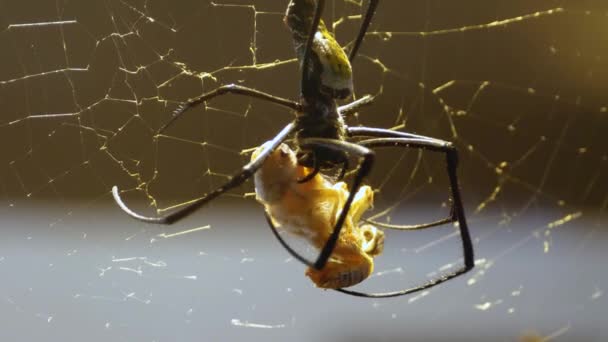 Araignée Soie Assise Sur Toile Tenant Une Sauterelle Morte — Video