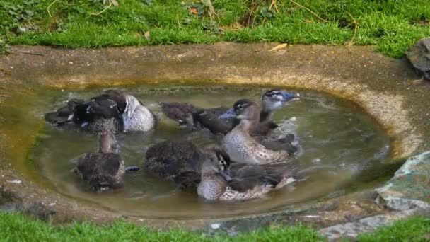 Gros Plan Canards Dans Petit Étang Les Toilettant Selfs Plongeant — Video