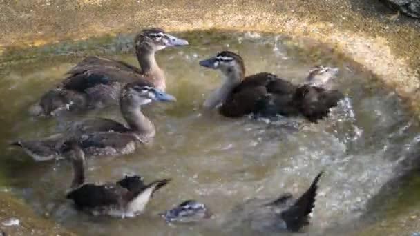 Küçük Bir Gölette Ördeklerin Yakınında Kendilerini Tımar Ediyorlar Etrafta Dalıyorlar — Stok video