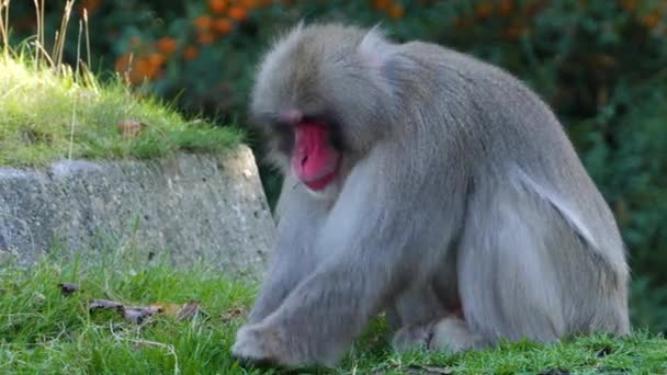 Une Herbe Mangeuse Macaque Japonaise — Video