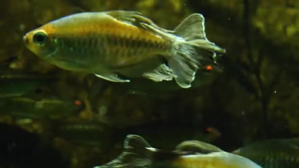 Ψάρια Ένα Μάτι Κολυμπούν Μετά Γύρισμα Φαίνεται Ότι Λείπει Μάτι — Αρχείο Βίντεο