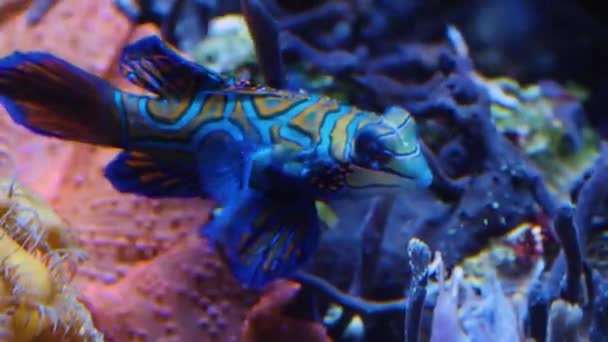 サンゴ礁でのみかんの魚の水泳の閉鎖 — ストック動画