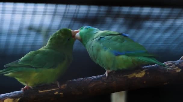 Nahaufnahme Von Grünen Papageien Die Sich Gegenseitig Füttern — Stockvideo