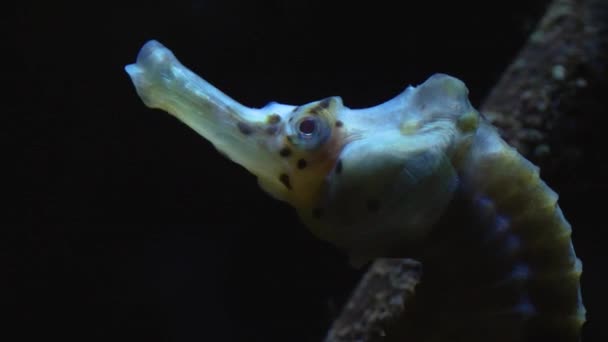 Close Profile Shot Sea Horse — Stock Video