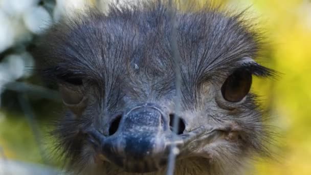 Close Ostrich Head Opening Beak Eat Bugs — Stock Video