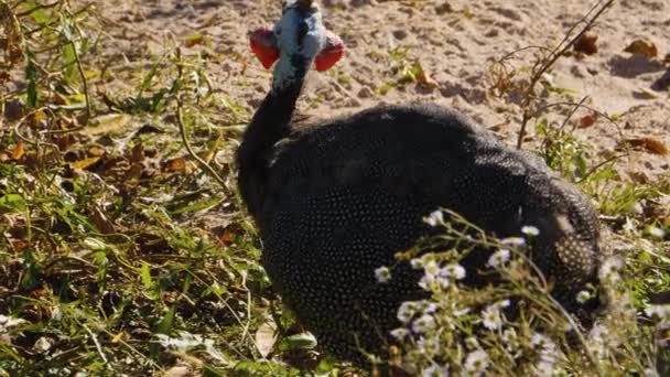 Pájaro Guinea Camina Lentamente Través Hierba — Vídeos de Stock