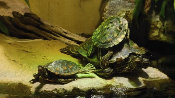小乌龟靠在大乌龟身上 — 图库视频影像
