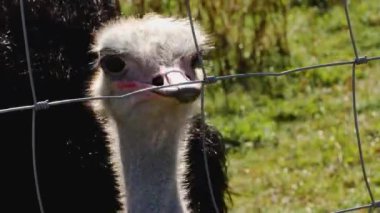 Devekuşunun kafasını kapat, böcek yemek için gaga aç.