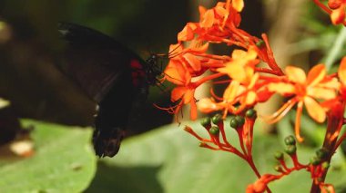 Güneşli bir günde kırmızı mormon kelebeğinin makro görüntüsü.