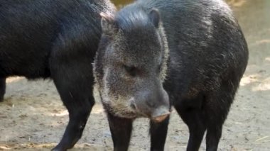 Kumun üzerinde duran siyah domuzcuğa yaklaş.