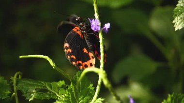 Güneşli bir günde kırmızı mormon kelebeğinin makro görüntüsü.