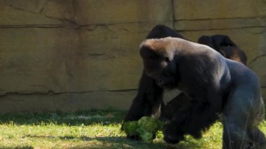Yazın güneşli bir günde marul yiyen goril..