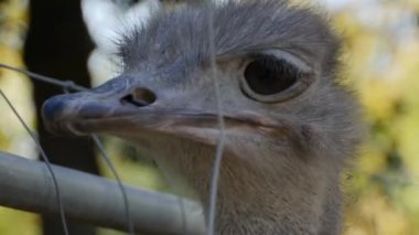 Devekuşunun kafasını kapat, böcek yemek için gaga aç.