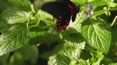 Güneşli bir günde kırmızı mormon kelebeğinin makro görüntüsü.