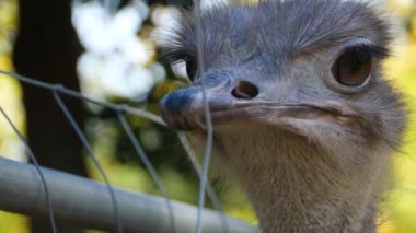 Devekuşunun kafasını kapat, böcek yemek için gaga aç.