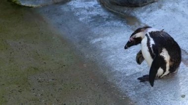 Humboldt penguenine yakın çekim
