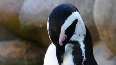 Humboldt penguenine yakın çekim 