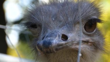 Devekuşunun kafasını kapat, böcek yemek için gaga aç.