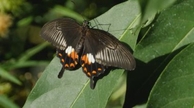 Güneşli bir günde kırmızı mormon kelebeğinin makro görüntüsü.