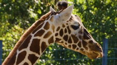 Yazın zürafa kafasını kapat..