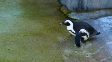 Humboldt penguenine yakın çekim 