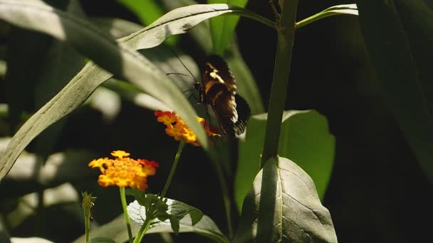 Tembakkan Makro Dari Kupu Kupu Mormon Merah Pada Hari Yang — Stok Video