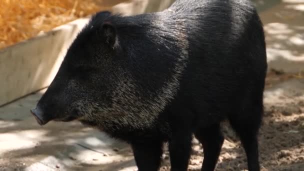 Gros Plan Cochon Pécuniaire Noir Debout Dans Sable — Video