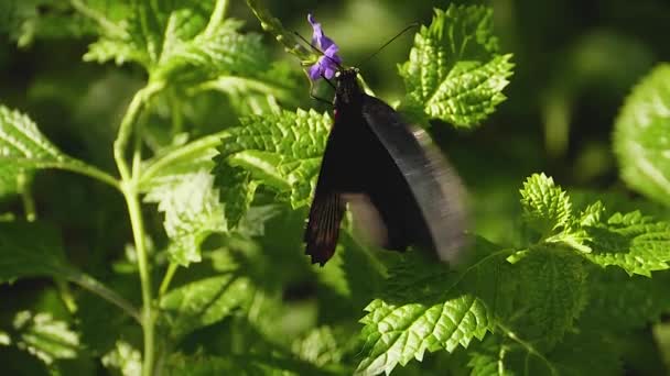 Macro Tiro Uma Borboleta Mórmon Escarlate Dia Ensolarado Fábrica — Vídeo de Stock