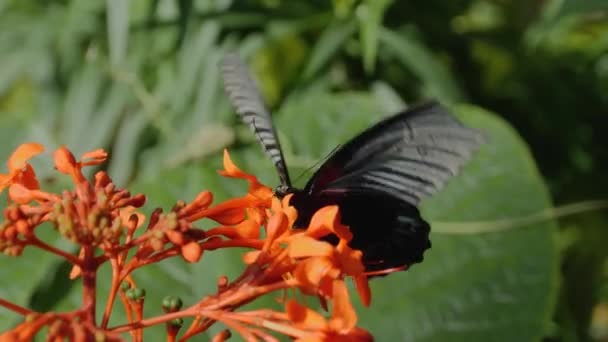 Macro Disparo Una Mariposa Mormón Escarlata Día Soleado Planta — Vídeos de Stock