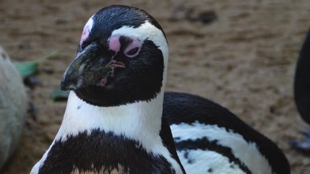 Primer Plano Del Pingüino Humboldt — Vídeos de Stock