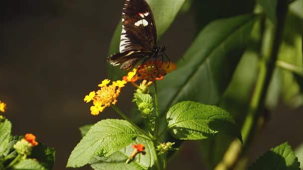 Macro Disparo Una Mariposa Mormón Escarlata Día Soleado Planta — Vídeos de Stock