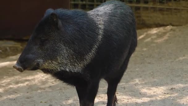 Gros Plan Cochon Pécuniaire Noir Debout Dans Sable — Video