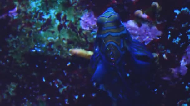 Dekat Dengan Ikan Mandarin Yang Berenang Karang — Stok Video