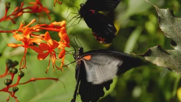 Makro Záběr Šarlatového Mormonského Motýla Slunečného Dne Rostlině — Stock video